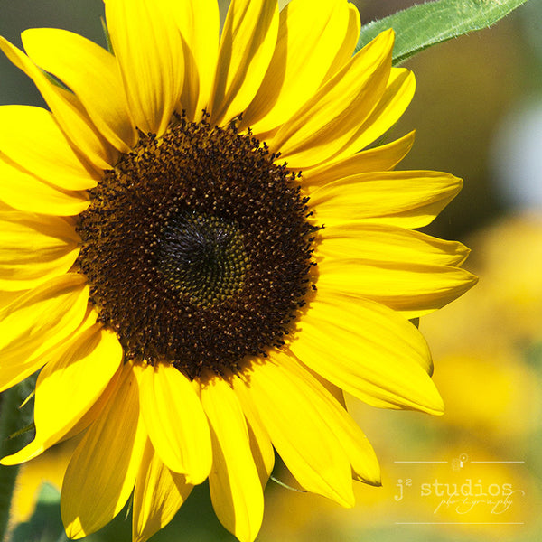 Sunflower - Nature Photography Art Print