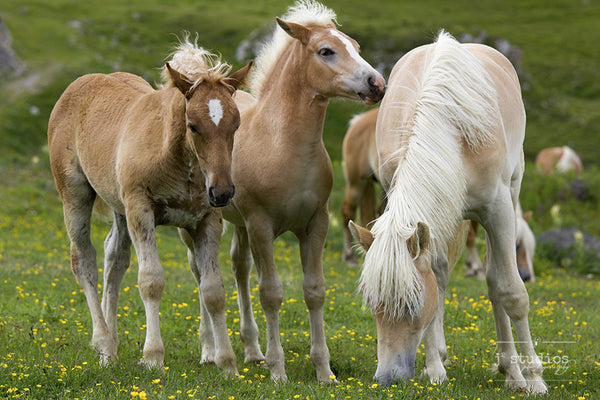 Threes Company - Mother Horse Foal Photography Art Print