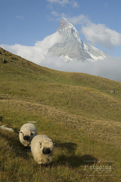 Wait for Me! #1 - Blacknose Sheep of Valais Switzerland Photography Art Print