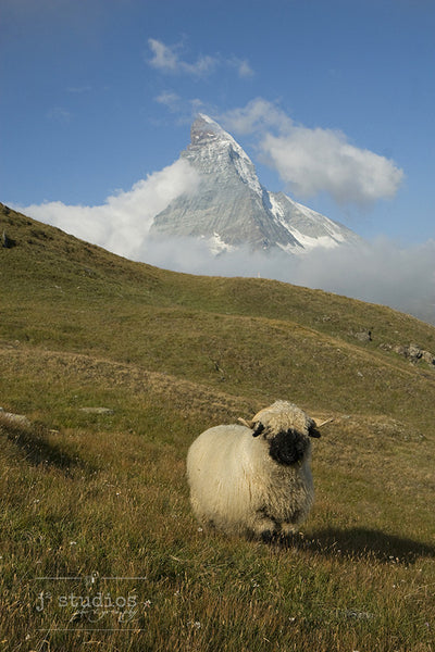 Wait for Me! #2 - Blacknose Sheep of Valais Switzerland Photography Art Print