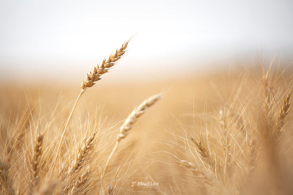 Soft intimate and sensitive image of a spiked wheat head blowing in the wind. Art prints by Edmonton photographer Larry Jang.