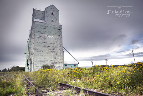 Art print of wild yellow flowers growing at the foot of the train tracks by the Dapp Grain Elevator.