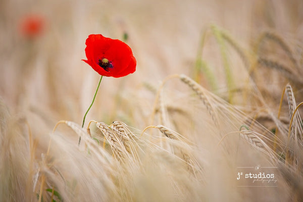 Art print of a red poppy in a barley field. Lest we forget. Poppy Barley. Flowers in bloom photography.