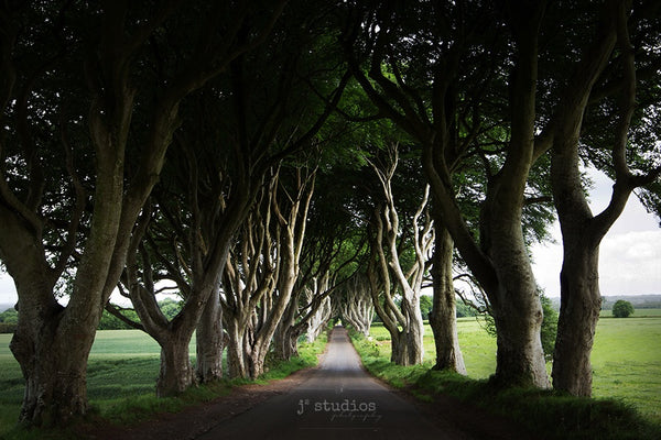 Image of the famous and iconic Beech tree tunnel in County Antrim of Northern Ireland. Landmark photography.
