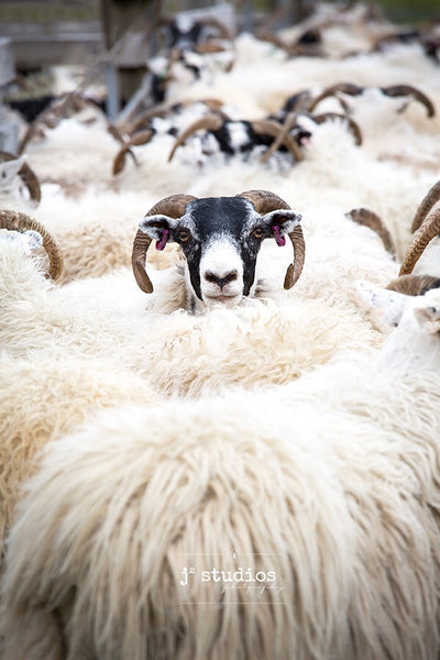 Art print with a message about being an individual. Stand up and be noticed. Sheep photography.