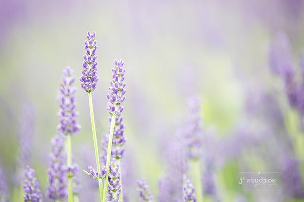 picture of purple lavender flowers and bracts. Fine Art Floral Photography.